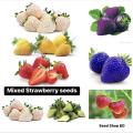 MIXED White,Yellow,Red,purple Color Strawberry Seeds -30pcs. 