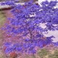 Purple Maple Seeds Rare Color Beautiful Purple Ghost Bonsai Plants Trees-20Pcs Seeds. 