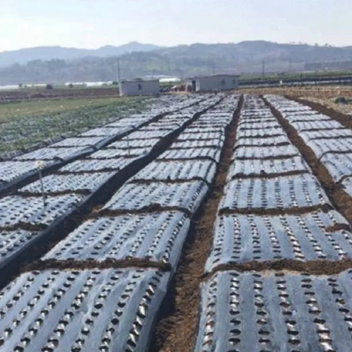 Plastic%200.95*10m%20Greenhouse%20Grow%20Vegetable%20Keep%20Warm%20Mulch%20Film%20Perforated%20Film%20Agriculture%20Supplies%20Garden%20Supplies%20-%20Image%205
