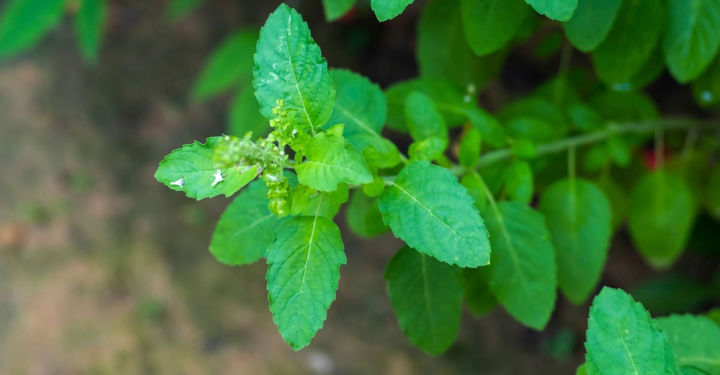 Indispensable%20-%20Fresh%20Green%20Holy%20Basil%20(Tulsi%20Plant)%20seeds%20-%2040%20Pieces%20for%20Holistic%20Health%20and%20Wellness%20-%20Tools,%20DIY%20&%20Outdoor%20-%20Image%205