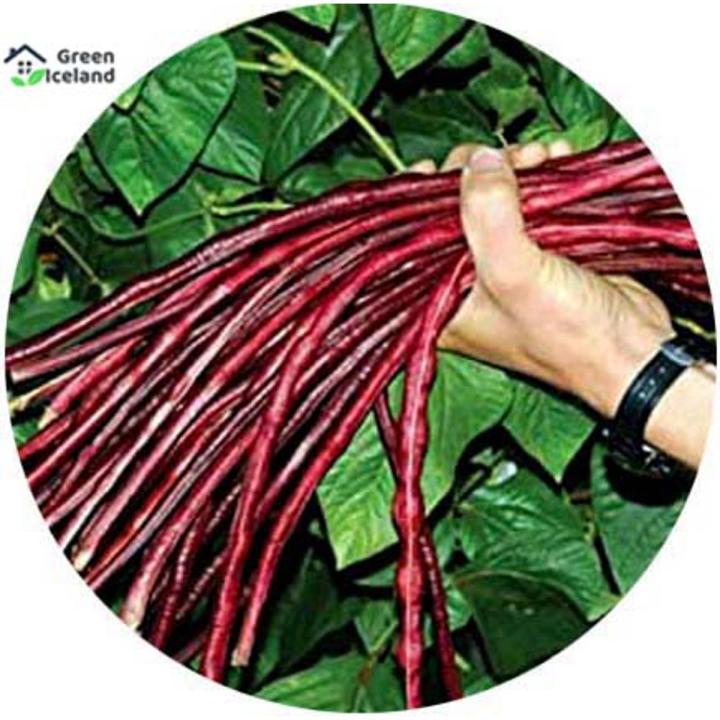 Hybrid Red String Beans Borboti 40 pcs Seeds | Daraz.com.bd