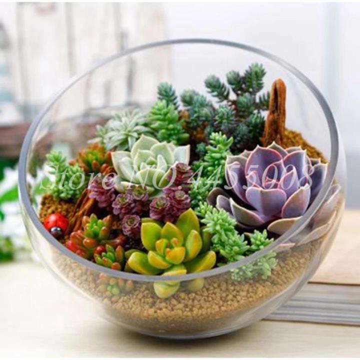 Exotic Mini Succulent Cactus Seeds for indoor and outdoor plants-10pcs