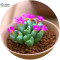 10 Pcs Lithops Flores Succulent Seeds - 10 Pcs Seeds.