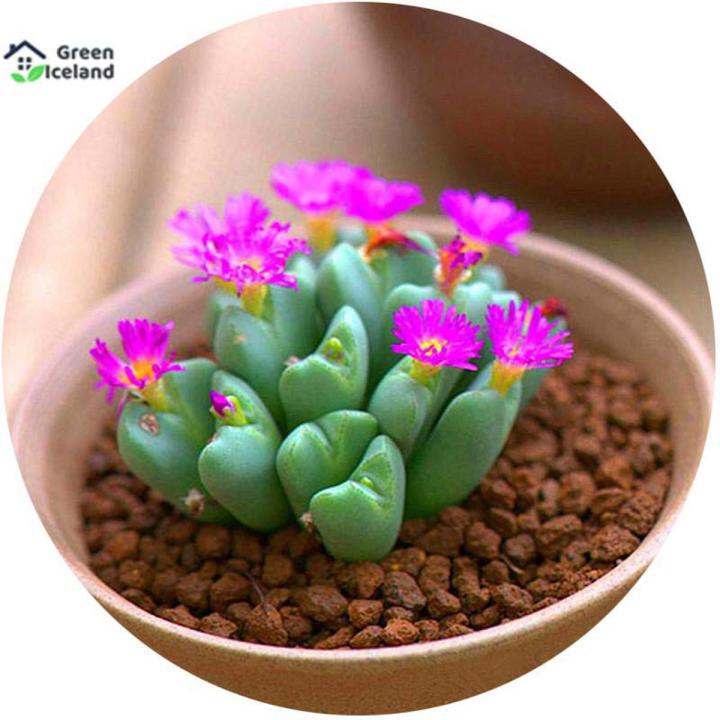10 Pcs Lithops Flores Succulent Seeds - 10 Pcs Seeds