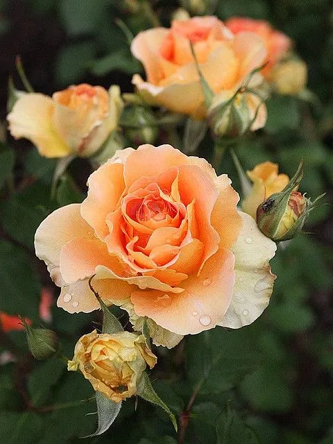 Rare%20Peach%20Colour%20Giant%20Roses%20Flower%2020%20Pcs%20Seeds%20-%20Image%202