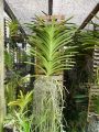 Vanda orchid air plant no need for soil and tub 1 pcs. 