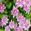 50 Pcs/Pack Clematis Seeds Potted Clematis Flower Garden Ornamental Plants. 