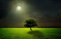 CNVS-881 60″ inch x 36″ inch Mind Blowing Moon Night Green Tree.