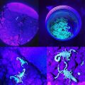 【NEW】 2 In 1 UV Flashlight Purple White Dual Light Zoomable Torch Pet Urine Stains Detector Scorpion Hunting Ultraviolet Flashlights.