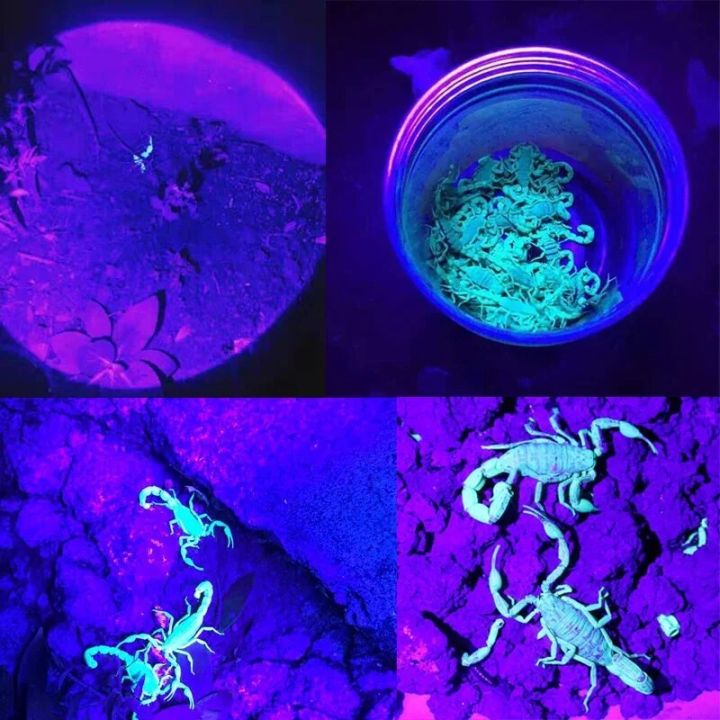 %E3%80%90NEW%E3%80%91%202%20In%201%20UV%20Flashlight%20Purple%20White%20Dual%20Light%20Zoomable%20Torch%20Pet%20Urine%20Stains%20Detector%20Scorpion%20Hunting%20Ultraviolet%20Flashlights%20-%20Image%205