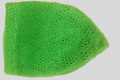 Turkey tupi. 