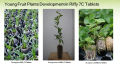 Nutrient Coco Tab for Seedling And Germination -Imported.