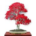 Canada Mini Red Maple Bonsai Maple Seeds- 15 Pcs Seeds. 