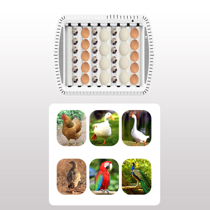 GC%20Smart%20Chicken%20Incubators%20For%20Hatching%20Eggs%20Small%20Poultry%20Duck%20Quail%2035%20Egg%20Incubator%20Visual%20Chicken%20Eggs%20Incubator%20With%20Temperature%20Control%20Function%20Automatic%20Turner%20-%20Image%202