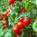 Cherry Tomato Red Color 25+ seeds.