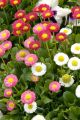 ডেইজি / Daisy Flower Seed - 20/40+ pcs Seed Bellis Perensis Flower Seed Mixed Color Flower. 