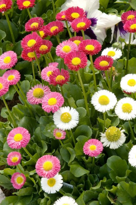 %E0%A6%A1%E0%A7%87%E0%A6%87%E0%A6%9C%E0%A6%BF%20/%20Daisy%20Flower%20Seed%20-%2020/40+%20pcs%20Seed%20Bellis%20Perensis%20Flower%20Seed%20Mixed%20Color%20Flower%20-%20Image%204