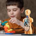 3D Removable Anatomical Human Torso Model for Education Human Structure Teaching for Child Kid Student. 