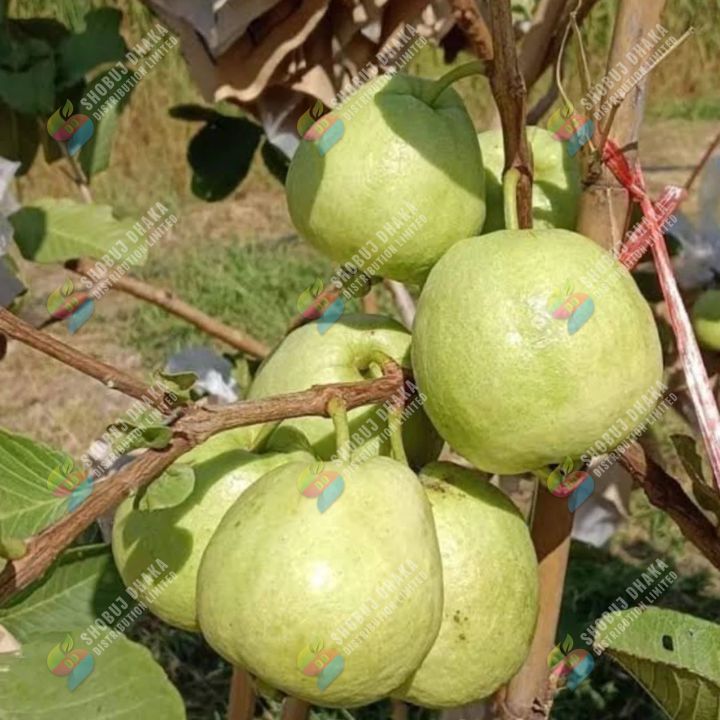 Premium%20&%20100%25%20Dry%20Organic%20Natural%20Rice%20PLANT%20Rice%20Husk%20for%20Gardening%20250%20gm%20-%20Image%203