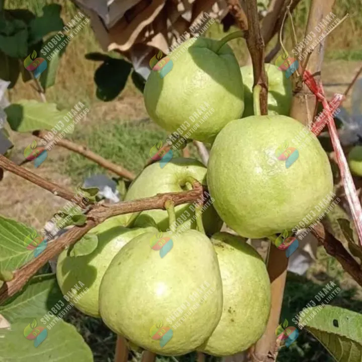 Premium%20&%20100%25%20Dry%20Organic%20Natural%20Rice%20PLANT%20Rice%20Husk%20for%20Gardening%20250%20gm%20-%20Image%203