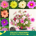 Cosmos Flowers Seeds 20 PIce (China Multicolor Flowers Seeds). 