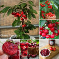 All Season Sweet Red Cherry Bonsai Seeds - 5 Piece Seeds.
