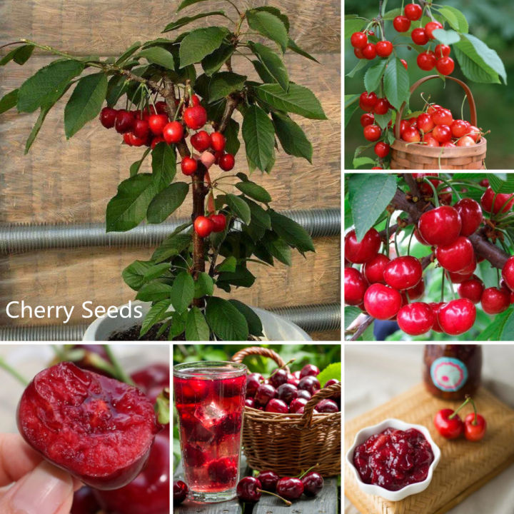 All%20Season%20Sweet%20Red%20Cherry%20Bonsai%20Seeds%20-%205%20Piece%20Seeds%20-%20Image%204