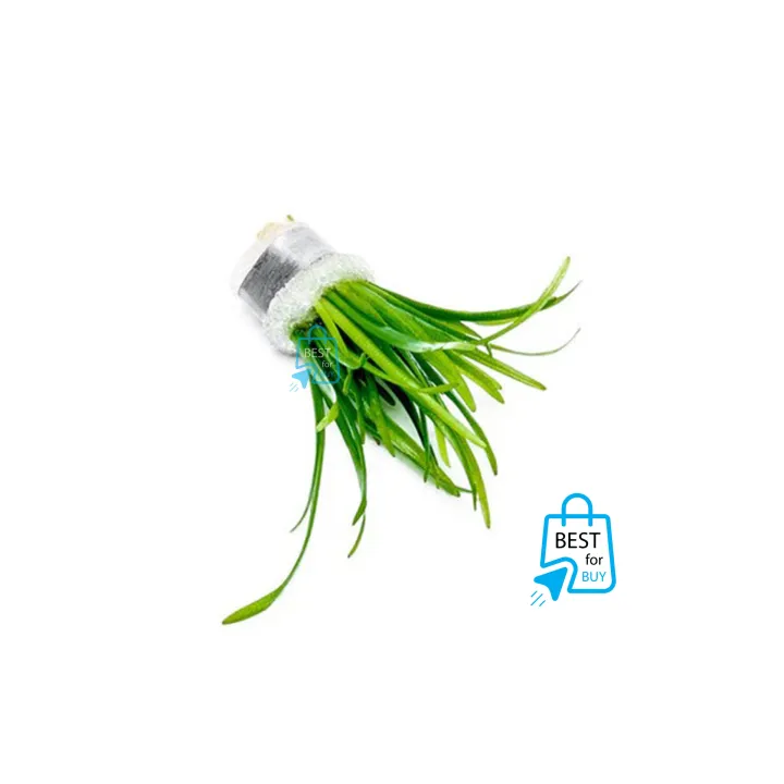 Sagittaria%20subulata%20Aquarium%20Live%20Plant%20Dwarf%20Sagittaria%20Water%20Plant%20for%20Aquarium,%20Fish%20tank,%20Guppy%20Tank%20Or%20Pound%20(3%20stem)%20(not%20cup%20just%20stem)%20It's%20need%20soil%20-%20Image%203