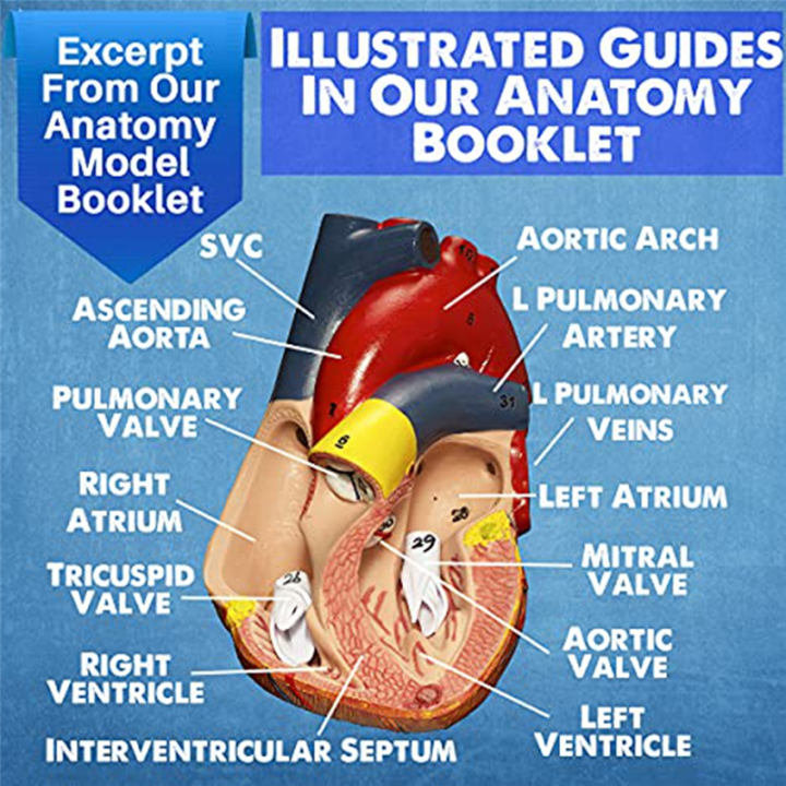 Human%20Heart,%20Torso%20and%20Skeleton%20Model%20for%20Anatomy%20and%20Physiology%20Students%20Hands-on%203D%20Model%20Learning%20Tool%20As%20Shown%203%20Piece%20-%20Image%208