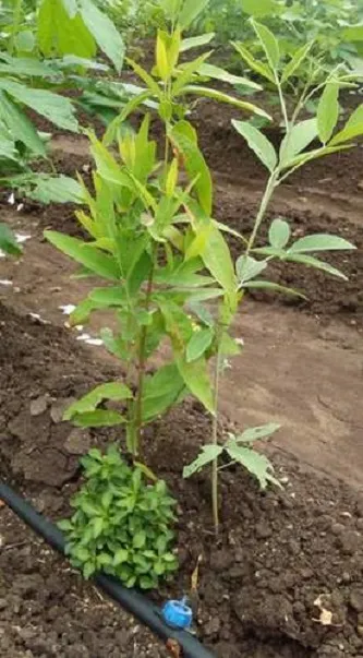 Blood%20Sandalwood%20Tree%20Seeds-%202Pcs%20seeds%20-%20Image%202