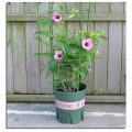 45/60/75CM Climbing Plant Support Cage Garden Trellis Flowers Tomato Stand With 3 Rings. 