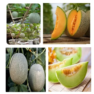Sol Set Rockmelon Rock melon Seed 20 Piece For garden - Fruit Seed - সাম্মাম/রকমেলন বীজ ...