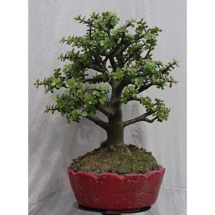 Jadeplant%20Bonsai%20-%20Image%202