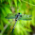Simulation Dragonfly Insect Model Mosquito Repellent Outdoor Hanging Ornaments. 
