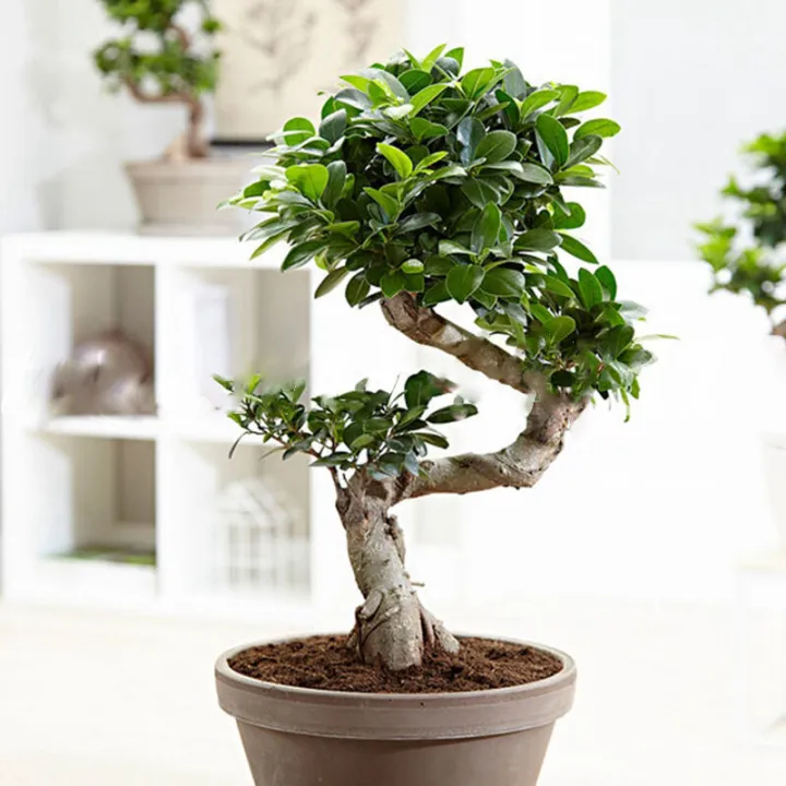 Indulge%20Durablity%20-%20Premium%20Quality%20-%2015%20Peace%20Tea%20Seeds%20-%20Vintage%20Choice%20-%20To%20Exprerience%20Greatness%20-%20Trendsettler%20-%20Must%20Have%20-%20Image%205