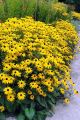 Rudbekia Flower Seed - 25/50 pcs Seed Rudbekia Hirta Coneflower Seed - রুদবেকিয়া ফুলের বীজ.