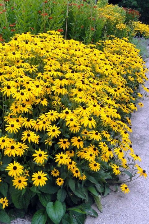 Rudbekia%20Flower%20Seed%20-%2025/50%20pcs%20Seed%20Rudbekia%20Hirta%20Coneflower%20Seed%20-%20%E0%A6%B0%E0%A7%81%E0%A6%A6%E0%A6%AC%E0%A7%87%E0%A6%95%E0%A6%BF%E0%A7%9F%E0%A6%BE%20%E0%A6%AB%E0%A7%81%E0%A6%B2%E0%A7%87%E0%A6%B0%20%E0%A6%AC%E0%A7%80%E0%A6%9C%20-%20Image%204