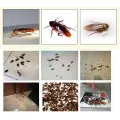 1 Packet Powerful cockroach bait high-efficiency cockroach bait Dachau cockroach killing cockroach medicine insecticide powder cockroach house bait. 
