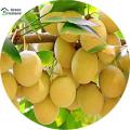 Organic Ginkgo Biloba Bonsai Seeds - 5 Pcs Seeds. 