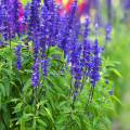 "Blue Salvia Flowers Seeds-(15 Piece)". 
