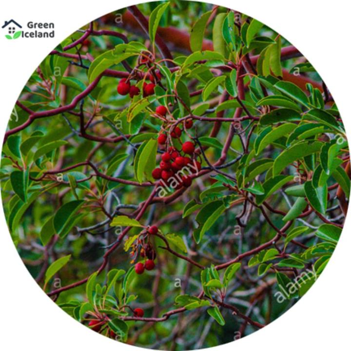Chanda Rseed Blood Chandan Trees (Blood Chandly Seed) - 5 Piece Seeds (Global Seed ...