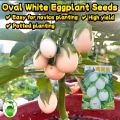 Thai All Season White Eggplant Seeds (Intake Imported Packet seeds) - 30pcs.