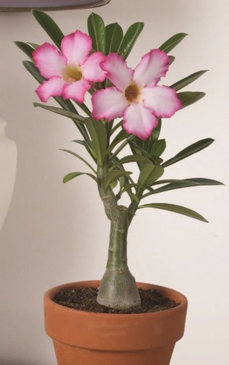 Adenium%20Abesham%20pink%20varity%2015%20piece%20seeds.+seeds,%2090%25%20germination%20rate.%20-%20Image%202
