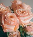 Rare Peach Colour Giant Roses Flower 20 Pcs Seeds. 
