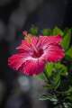 Hybrid hibiscus flower seeds / joba flower seeds multicolor 10 pis + gift.