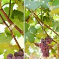 Plant Clip Supports Reusable Plastic Connects Fixing Vine Vegetable Plants Orchard and garden Tools.