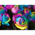 Global Rainbow Rose Flower Seeds - 15 Pcs Seeds. 
