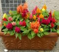 Celosia/Coxcomb Flower Seed - 25/50 pcs Seed of Coxcomb Cristata Flower  Hybrid All Season. 