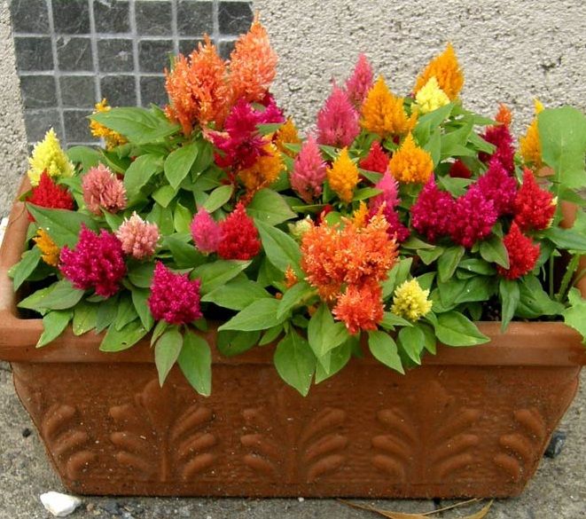 Celosia/Coxcomb%20Flower%20Seed%20-%2025/50%20pcs%20Seed%20of%20Coxcomb%20Cristata%20Flower%20%20Hybrid%20All%20Season%20-%20Image%207