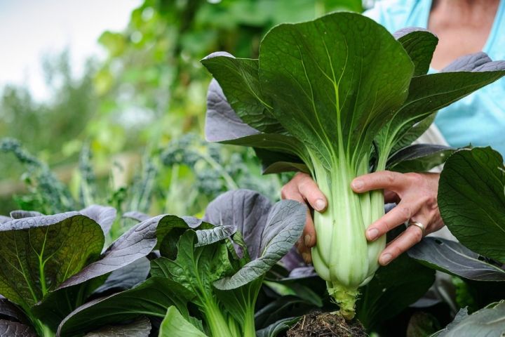 Bok%20Choy%20Seed%20-%20%2005/10%20gm%20Seed%20of%20Pok%20choy%20Bati%20Shak%20Seed%20-%20%E0%A6%AA%E0%A6%95%20%E0%A6%9A%E0%A7%9F%20%E0%A6%AC%E0%A6%BE%20%E0%A6%AC%E0%A6%BE%E0%A6%9F%E0%A6%BF%20%E0%A6%B6%E0%A6%BE%E0%A6%95%E0%A7%87%E0%A6%B0%20%E0%A6%AC%E0%A7%80%E0%A6%9C%20-%20Image%203